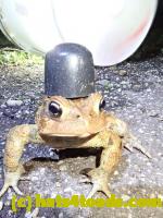 /home//u458753944/public_html/sourcegallery///////////////Roxborough Toad Detour/2020/2020-04-13/93385524_10222313862904387_3446109207999283200_n.jpg